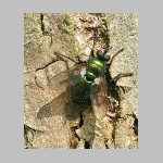 Gymnochaeta viridis - Raupenfliege 01.jpg